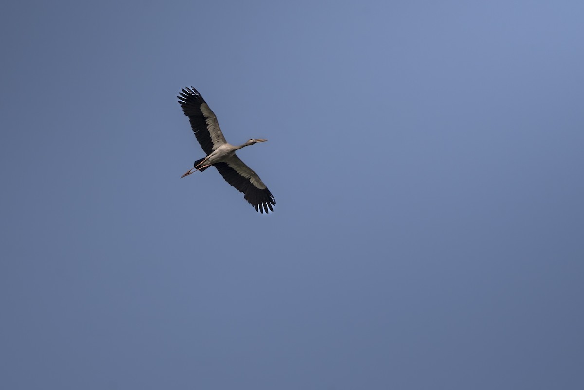 Asian Openbill - ML642759801