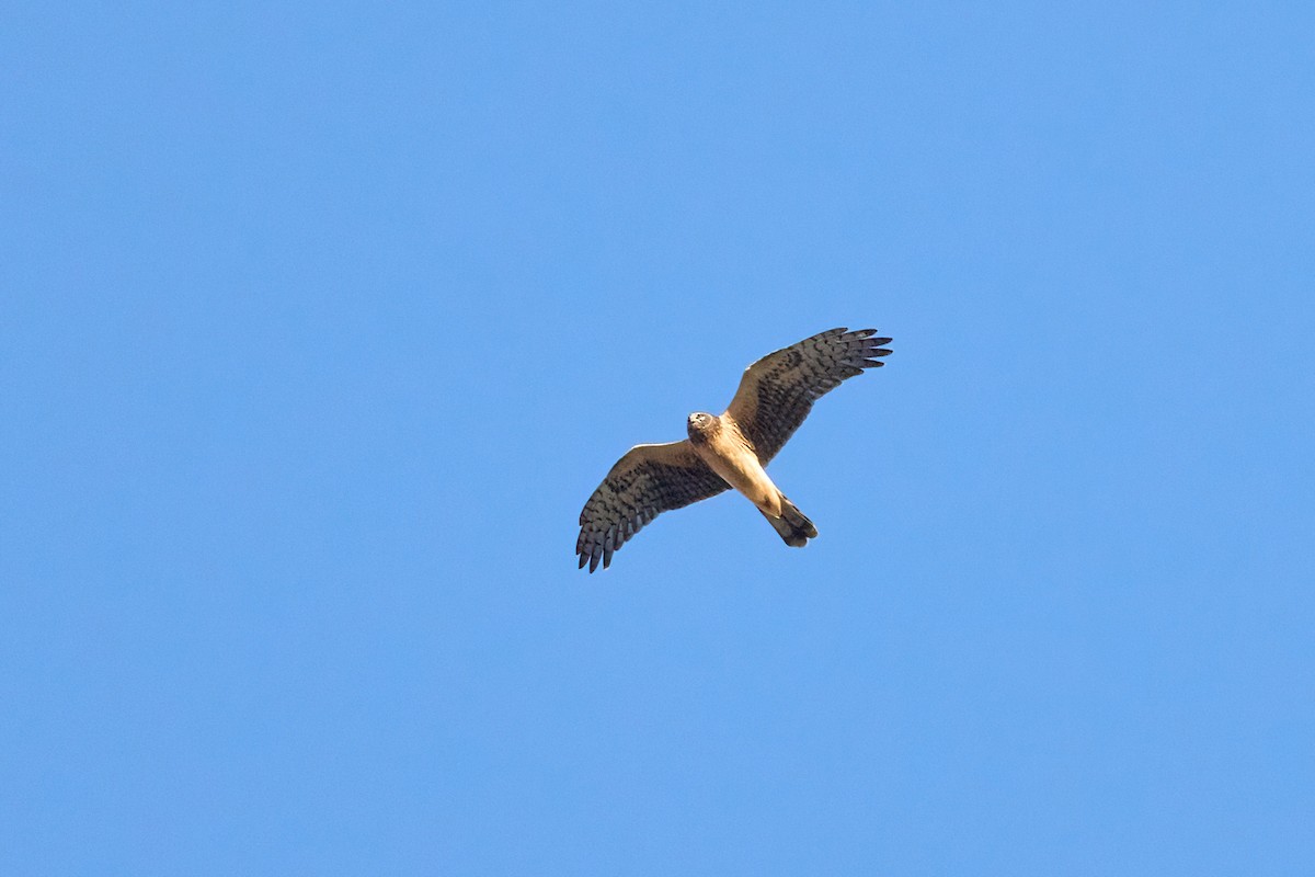 Northern Harrier - ML642759806