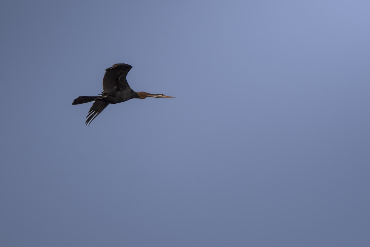 Oriental Darter - ML642759807