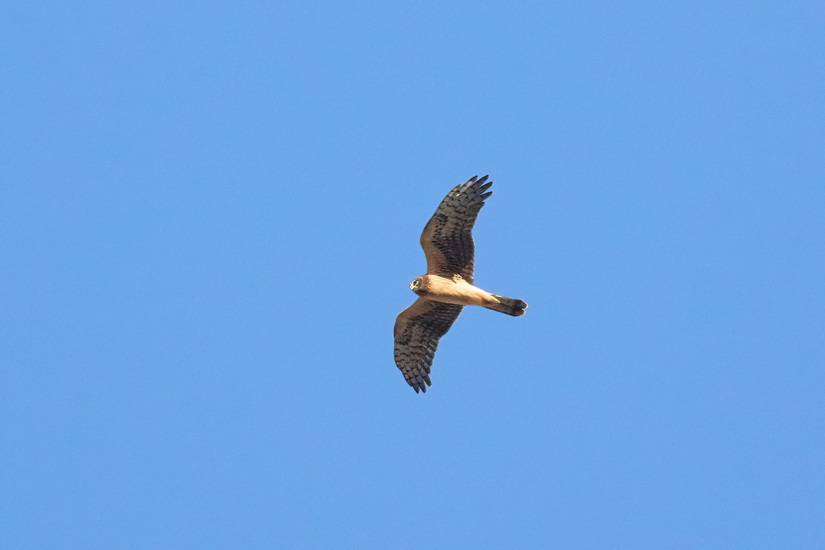Northern Harrier - ML642759808