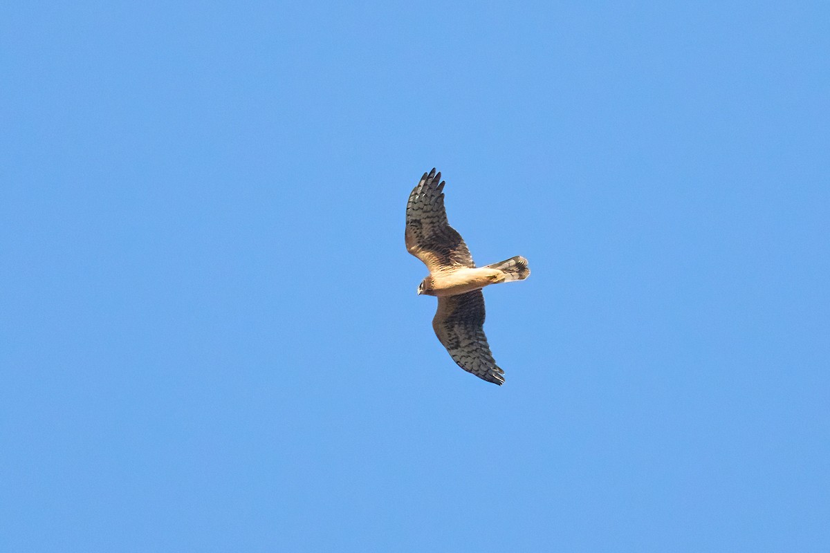 Northern Harrier - ML642759823