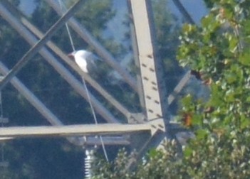 Caspian Tern - ML642759832