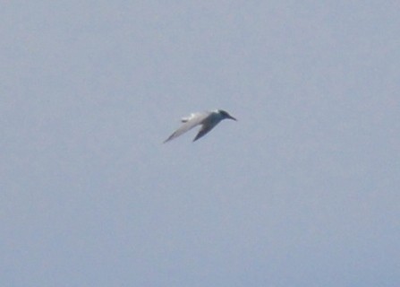 Caspian Tern - ML642759834