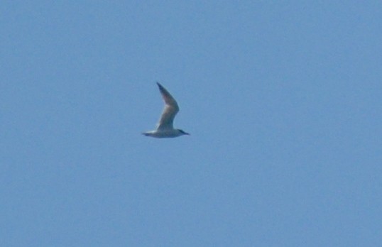 Caspian Tern - ML642759835