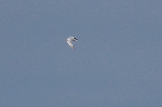 Caspian Tern - ML642759836