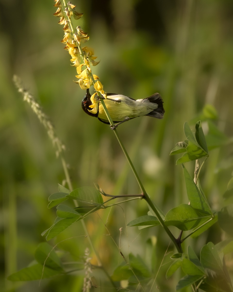 Purple-rumped Sunbird - ML642759844