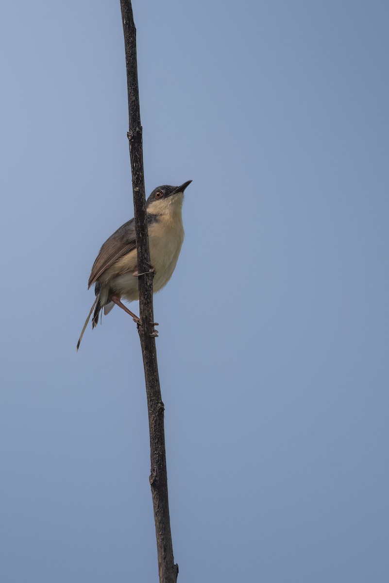 Ashy Prinia - ML642759850