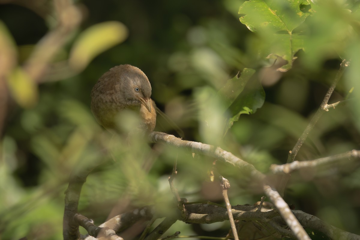 Yellow-billed Babbler - ML642759856