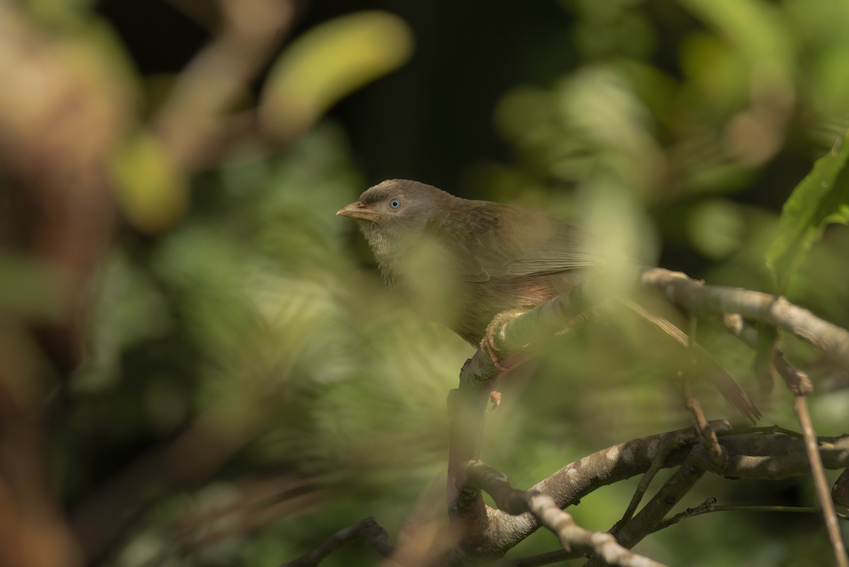 Yellow-billed Babbler - ML642759857