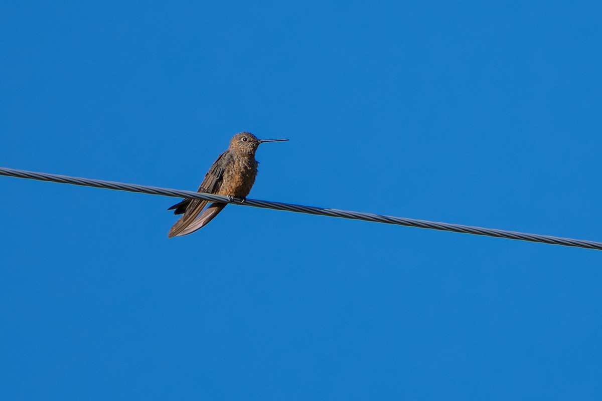 Giant Hummingbird - ML642759858