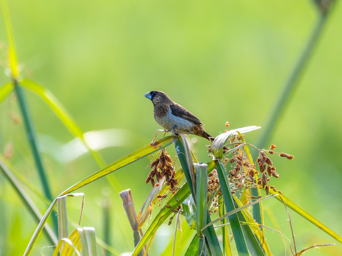White-rumped Munia - ML642759874