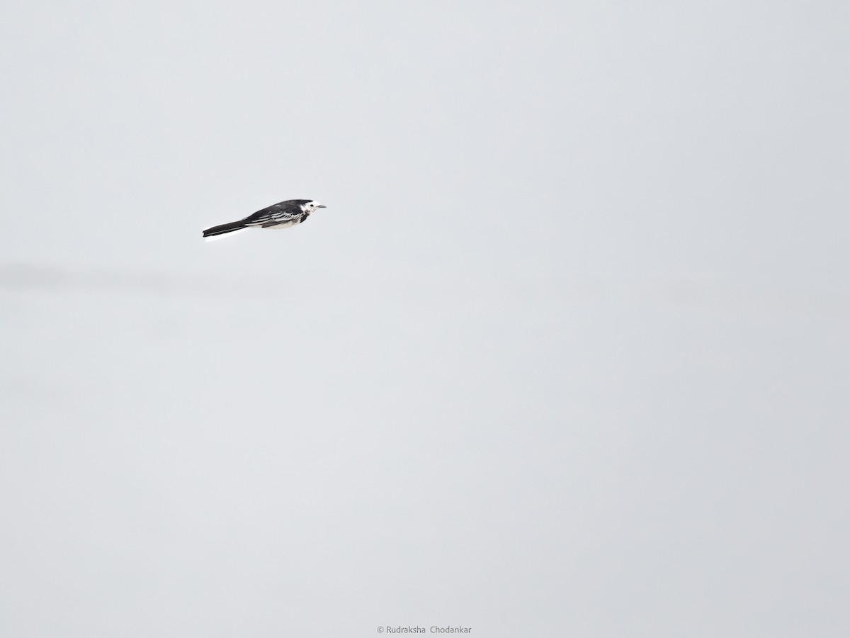 White Wagtail - ML642759879