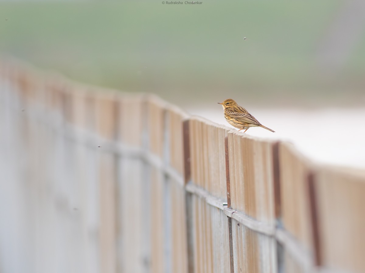 Meadow Pipit - ML642759881