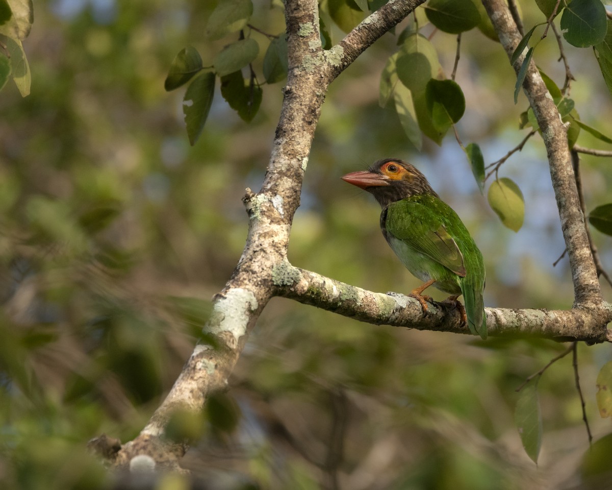 Brown-headed Barbet - ML642759886