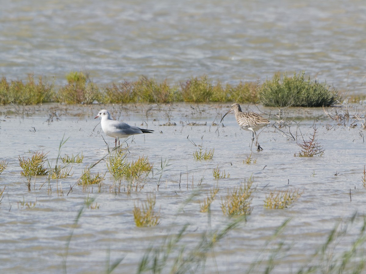 Eurasian Curlew - ML642759905