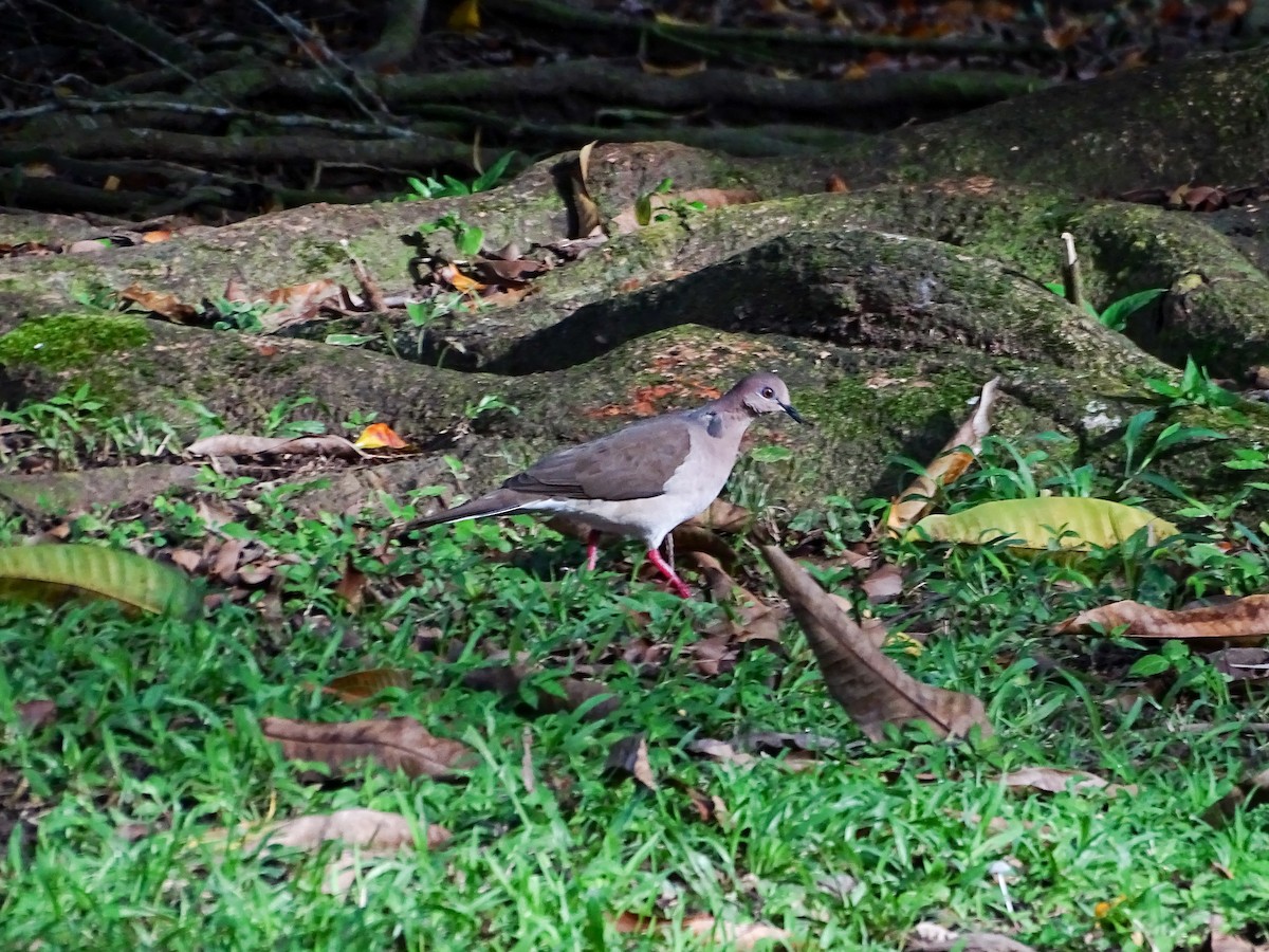 White-tipped Dove - ML642759910