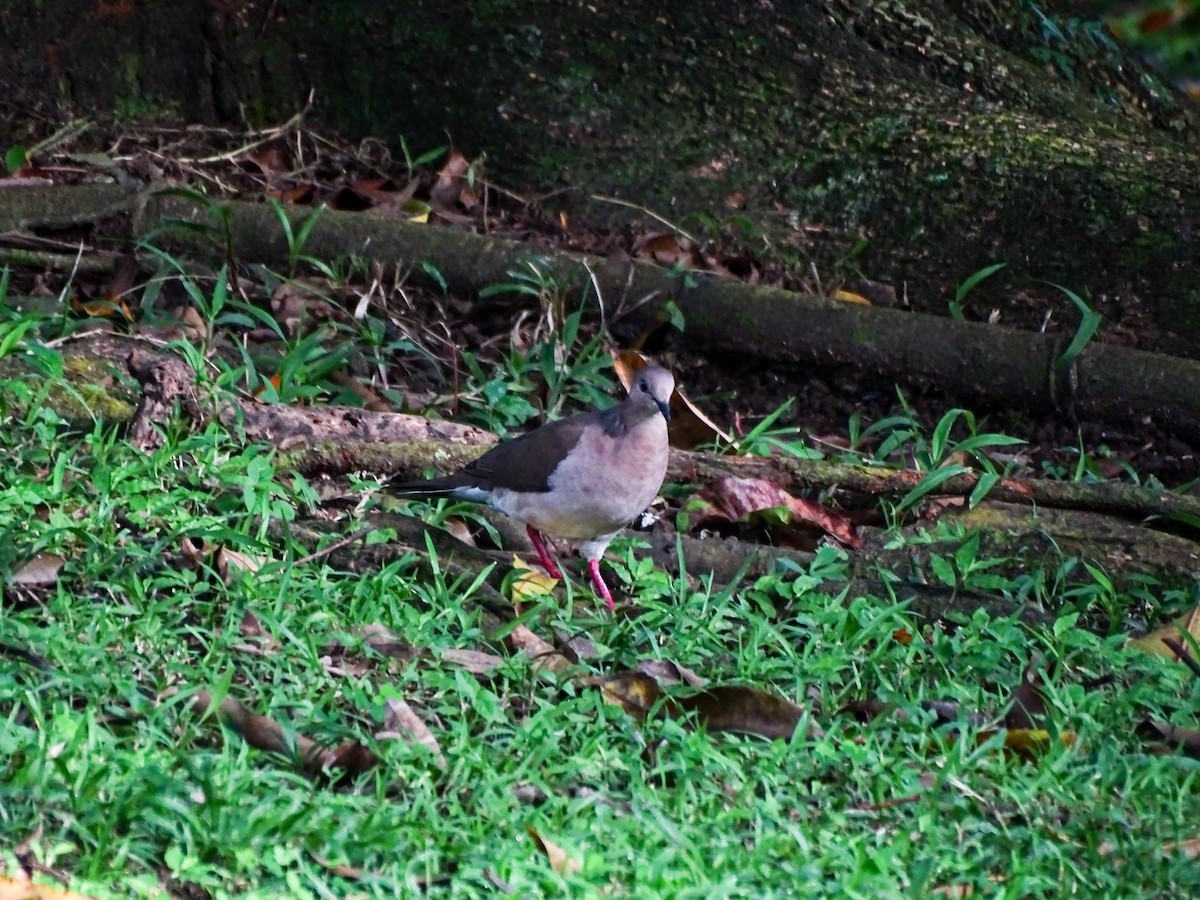 White-tipped Dove - ML642759911