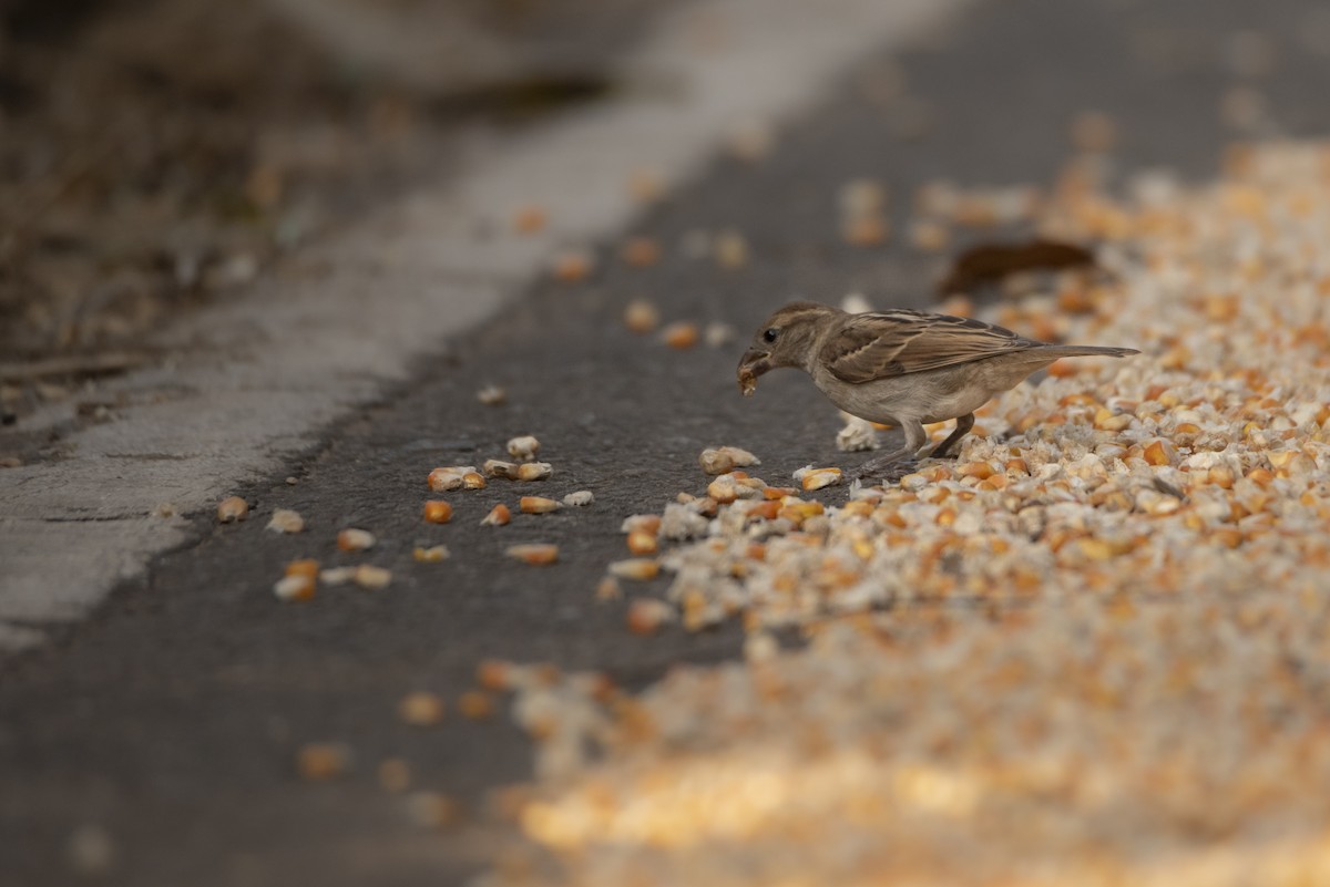 House Sparrow - ML642759917