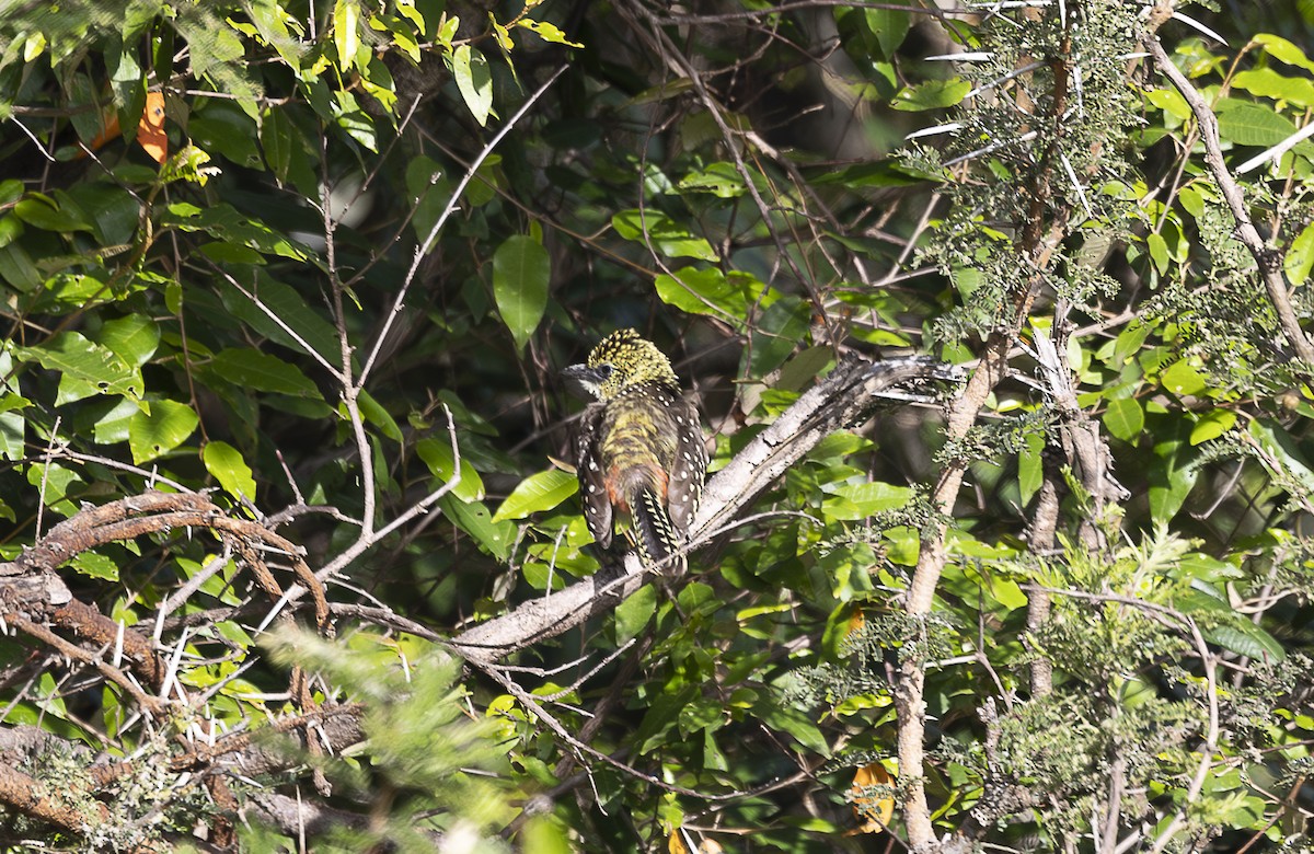 D'Arnaud's Barbet (Usambiro) - ML642759925