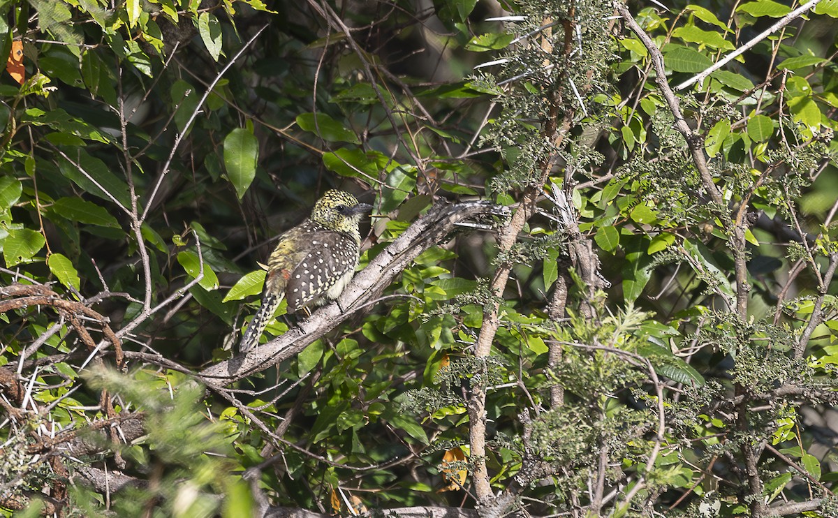 D'Arnaud's Barbet (Usambiro) - ML642759926