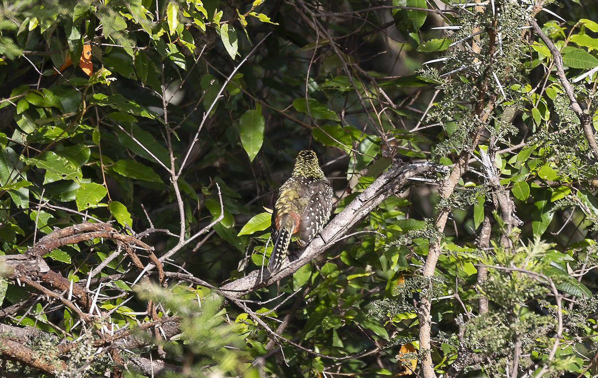 D'Arnaud's Barbet (Usambiro) - ML642759927