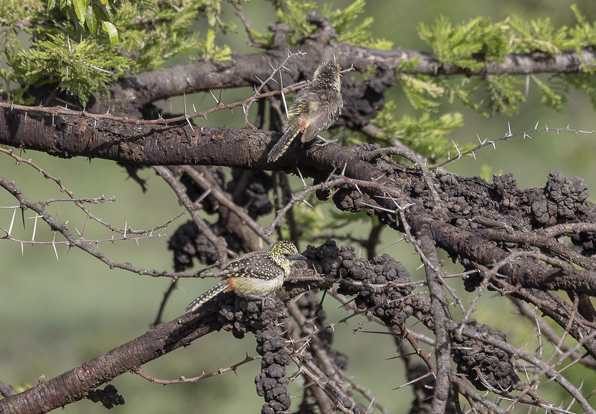 D'Arnaud's Barbet (Usambiro) - ML642759929