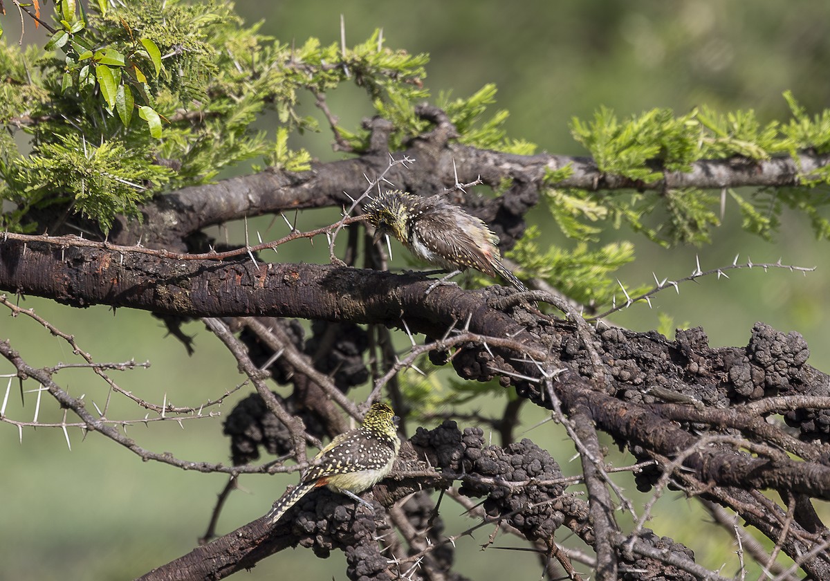 D'Arnaud's Barbet (Usambiro) - ML642759931