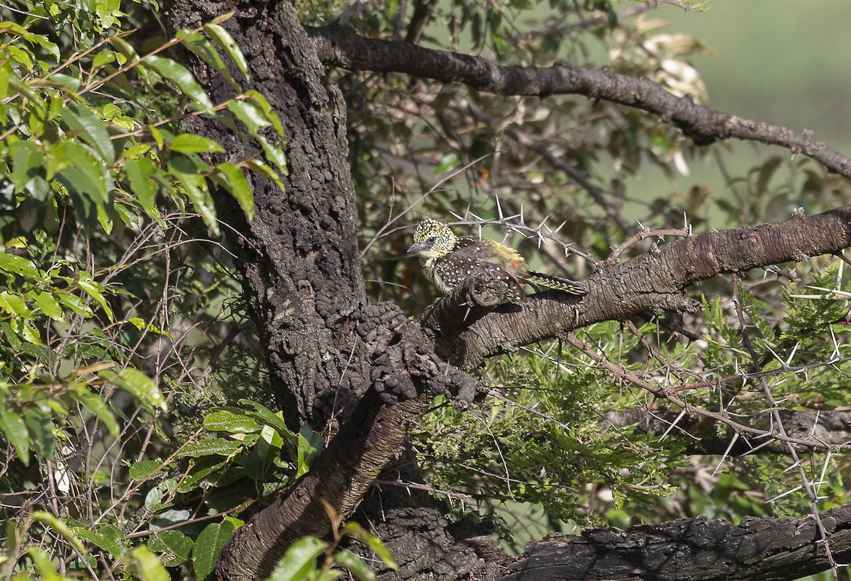 D'Arnaud's Barbet (Usambiro) - ML642759932