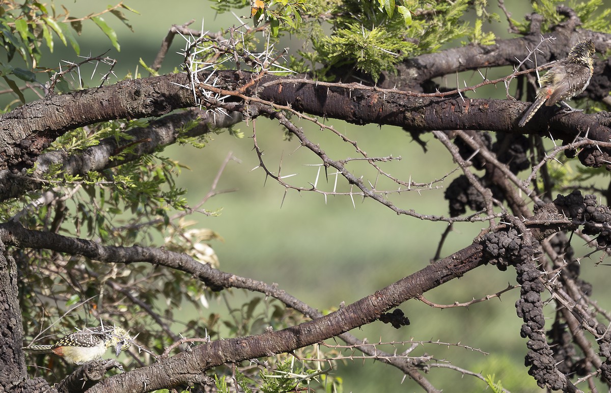 D'Arnaud's Barbet (Usambiro) - ML642759933