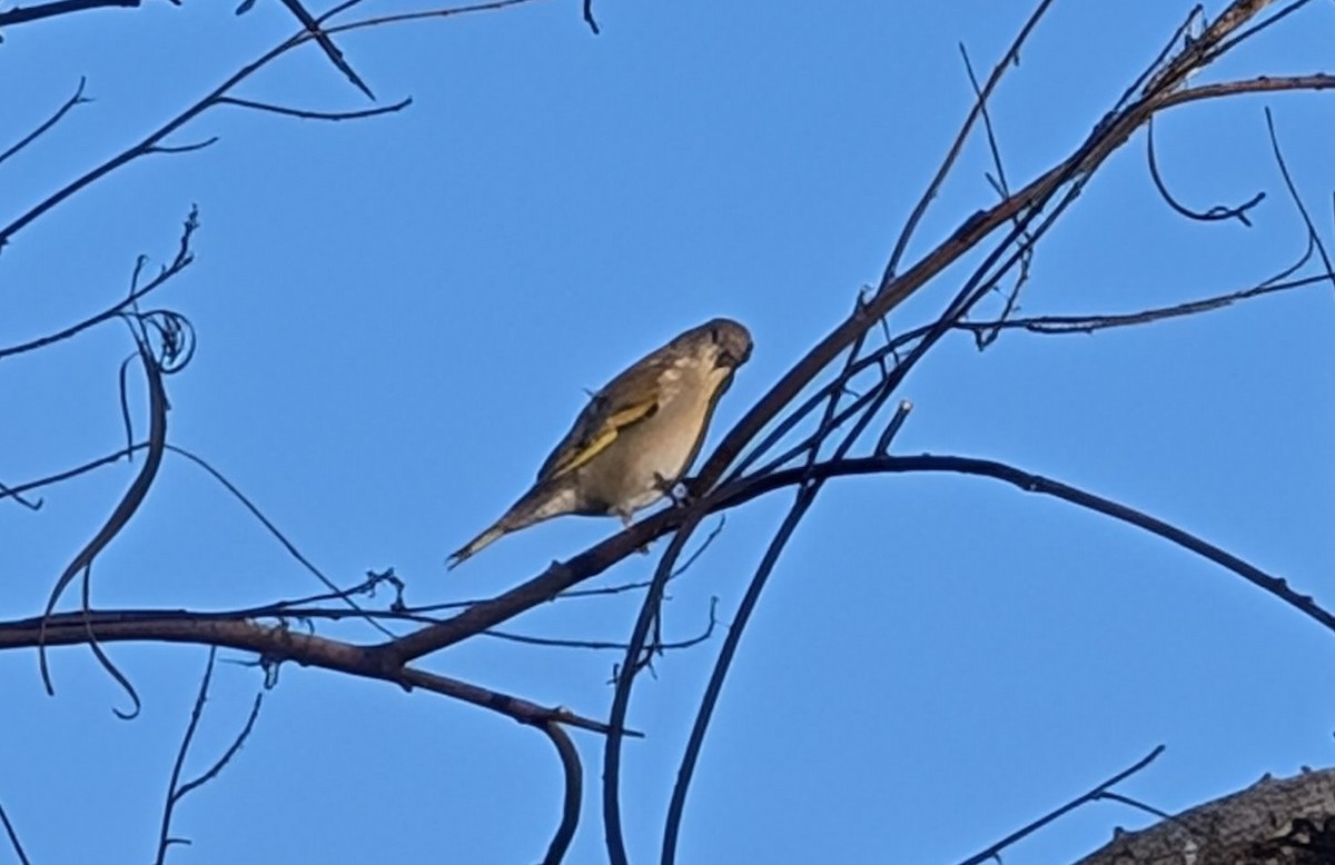 Lawrence's Goldfinch - ML642759939