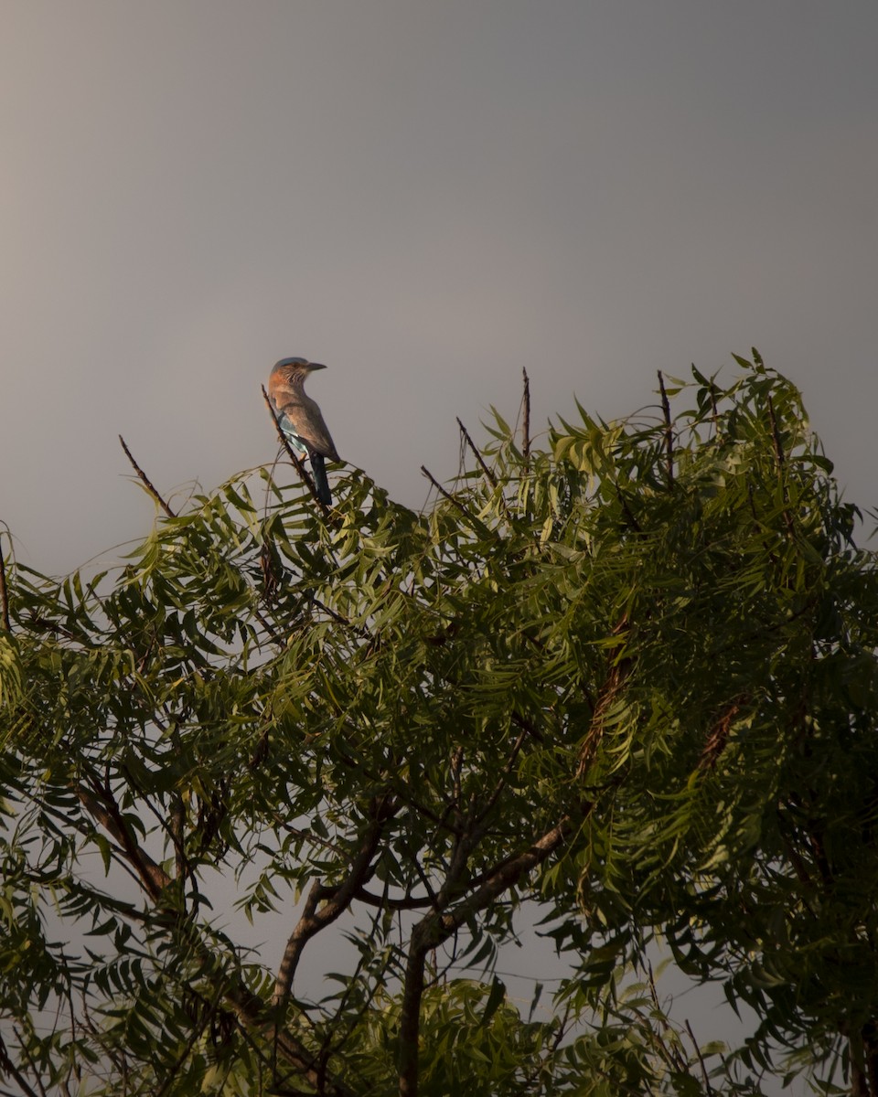 Indian Roller - ML642759944