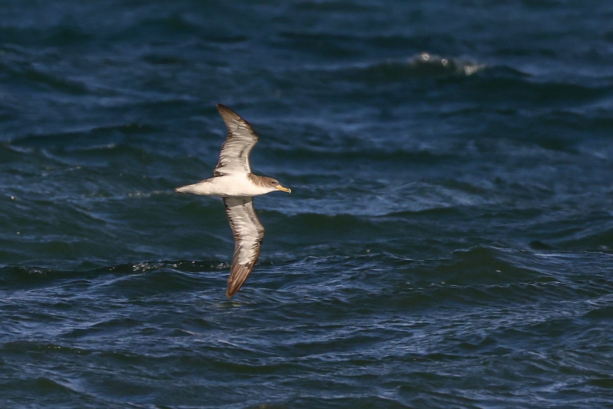 Cory's Shearwater - Susan Packard