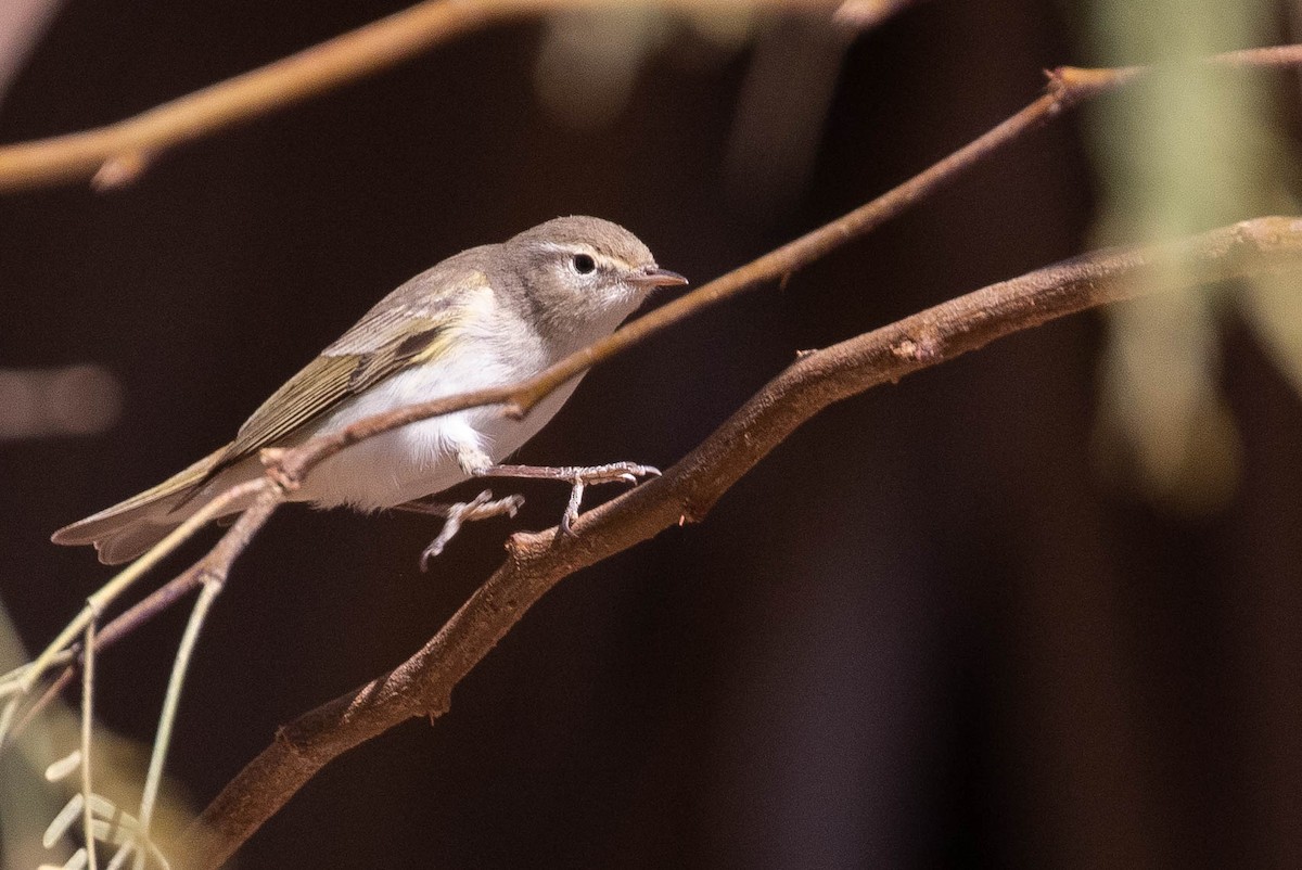 Eastern Bonelli's Warbler - ML642759972