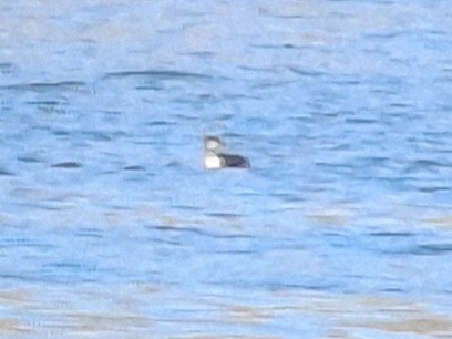Red-necked Grebe - ML642759975