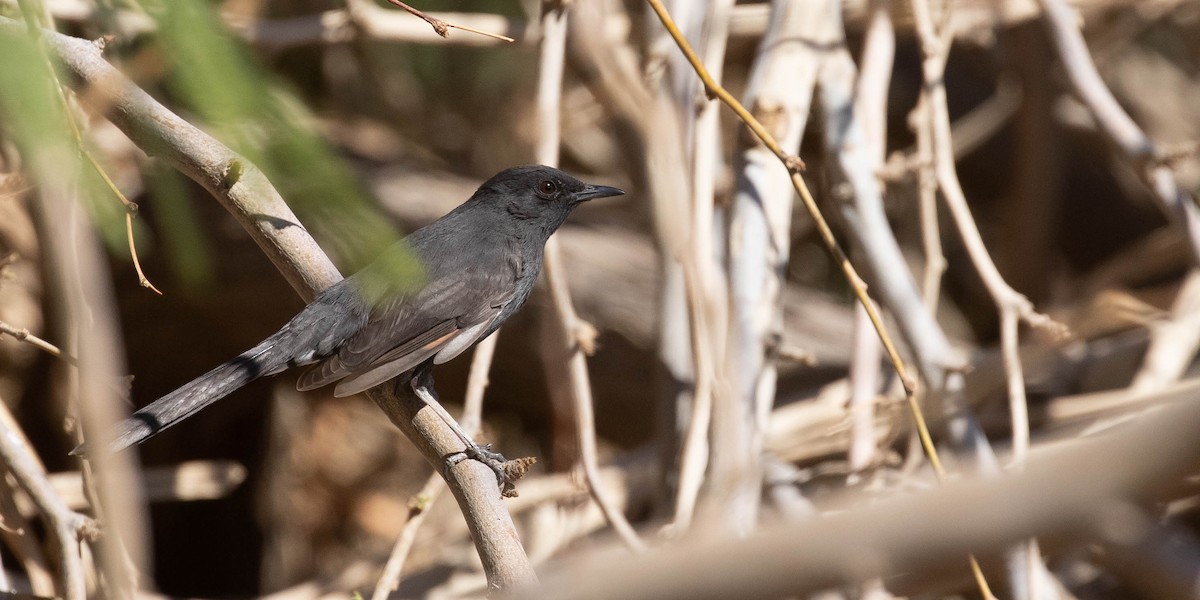 Black Scrub-Robin - ML642759977