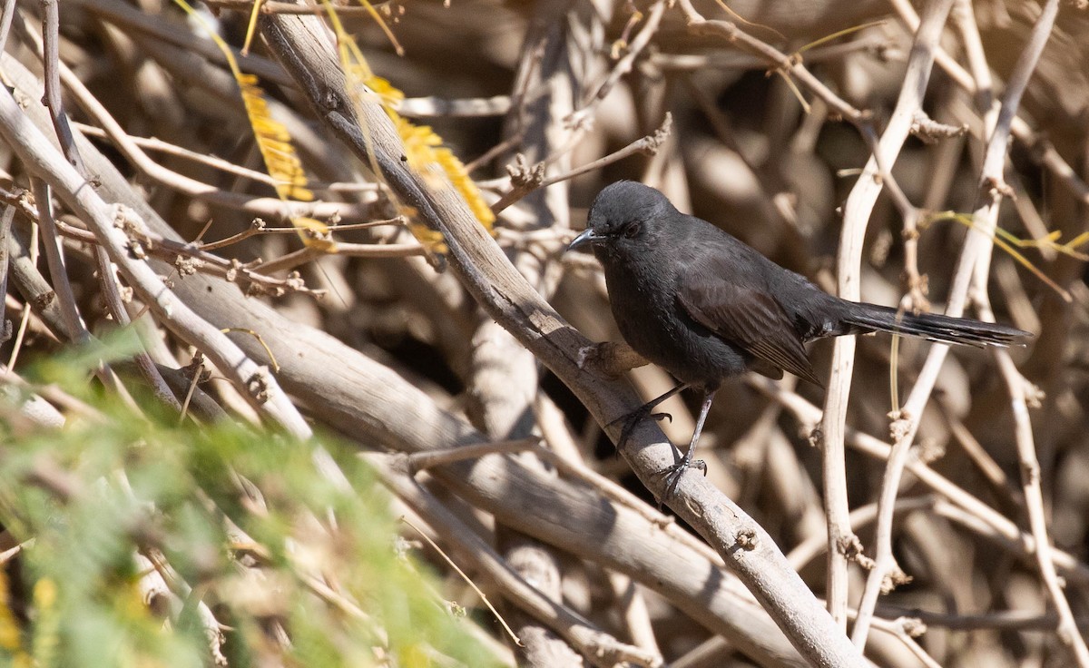 Black Scrub-Robin - ML642759978