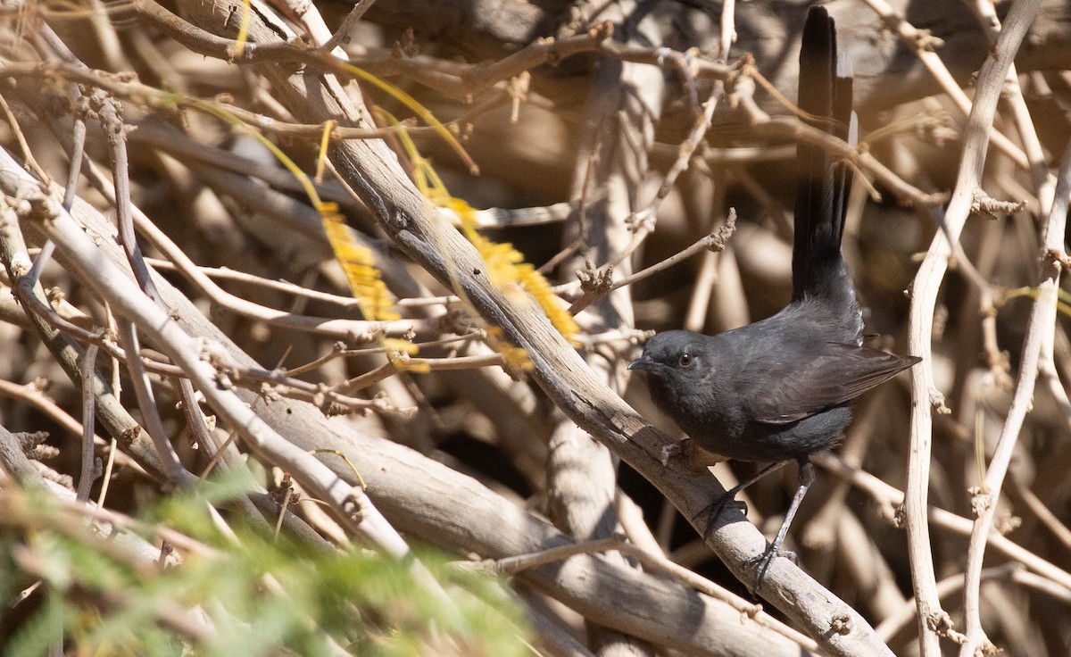 Black Scrub-Robin - ML642759980