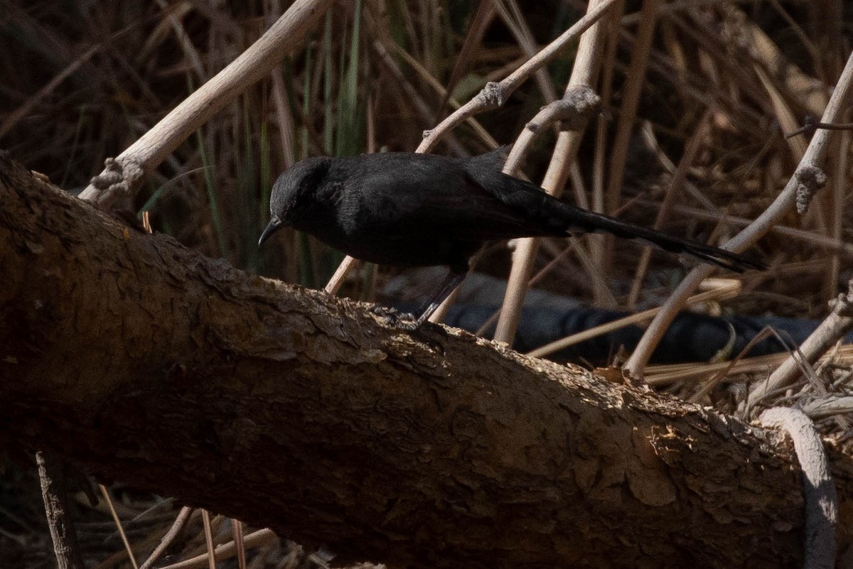 Black Scrub-Robin - ML642759982