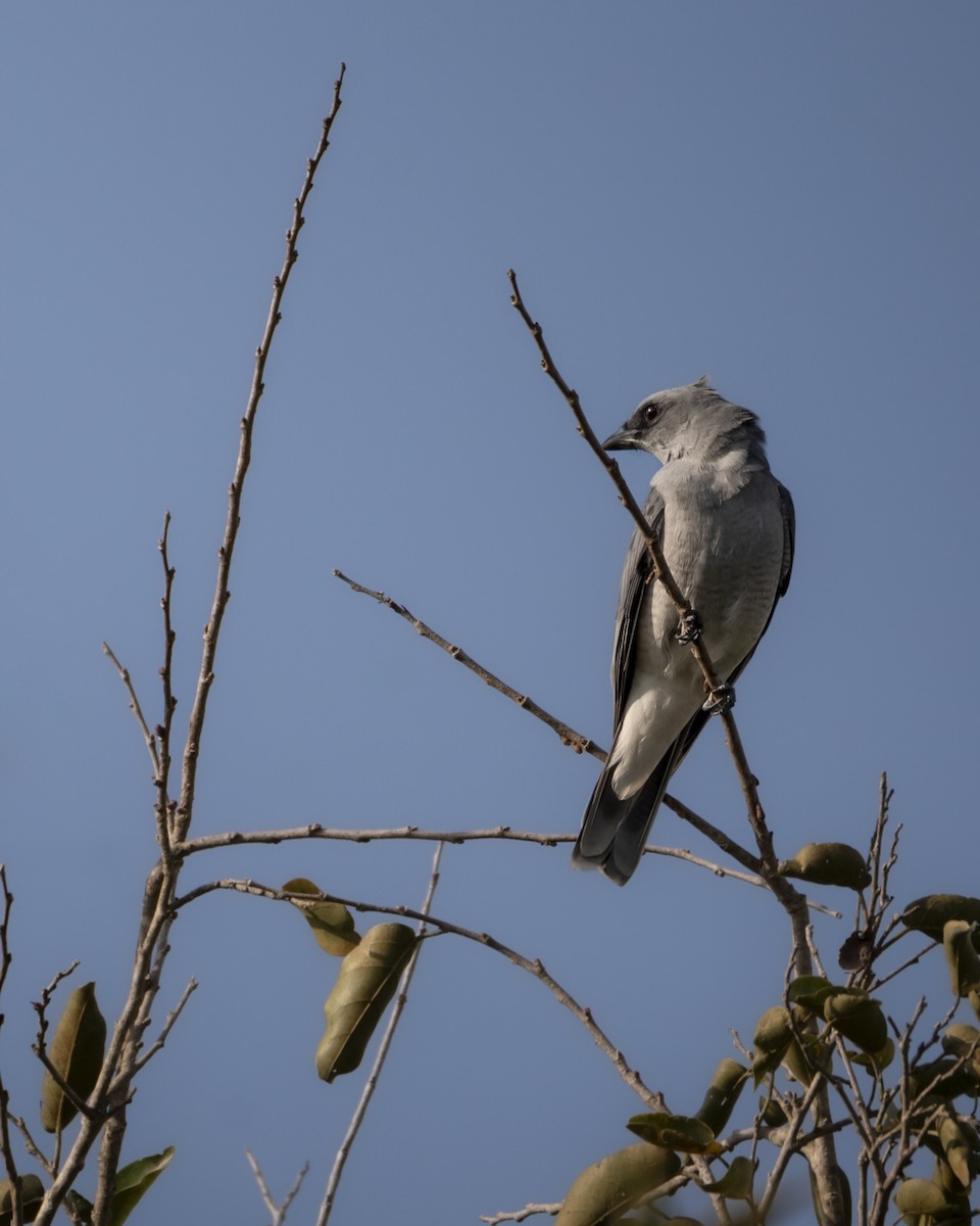 Indian Cuckooshrike - ML642759997