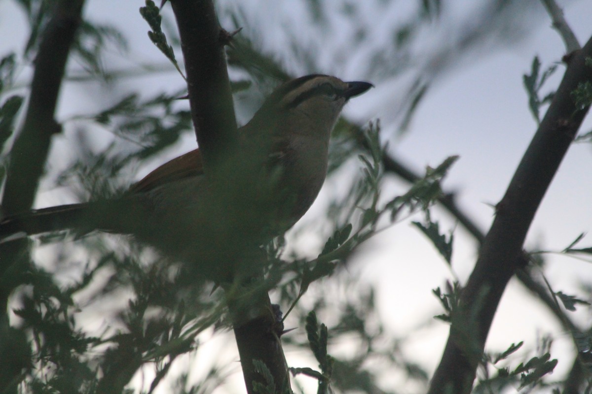 Brown-crowned Tchagra - ML642760004