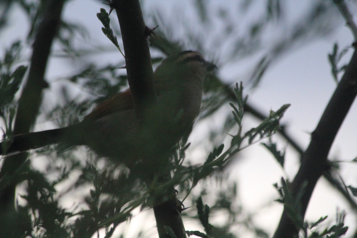 Brown-crowned Tchagra - ML642760005