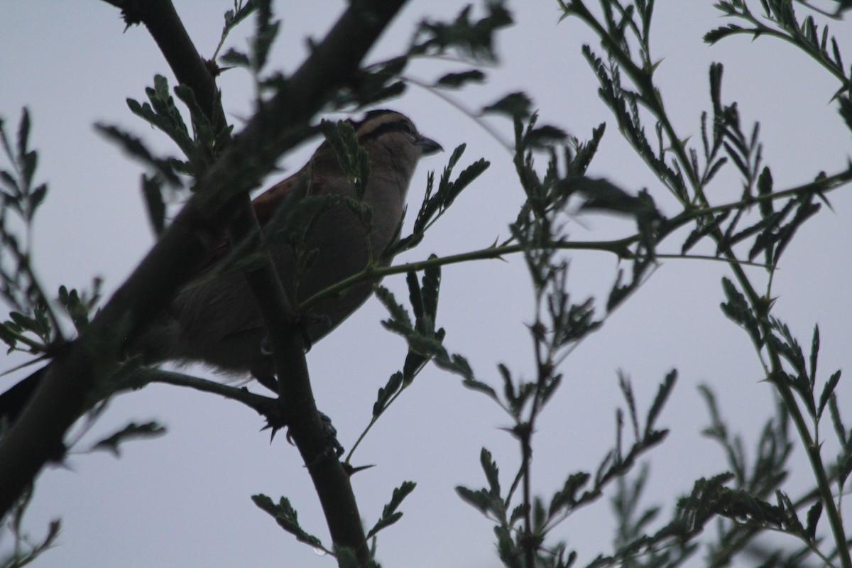 Brown-crowned Tchagra - ML642760006