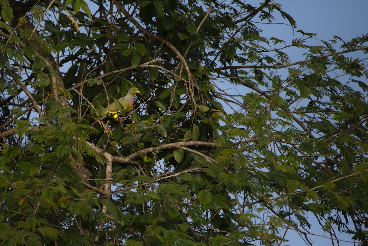 Orange-breasted Green-Pigeon - ML642760011