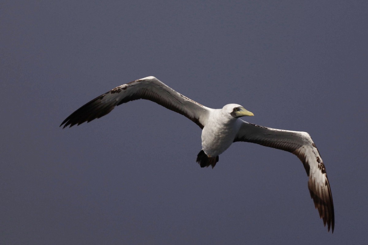 Masked Booby - ML642760018