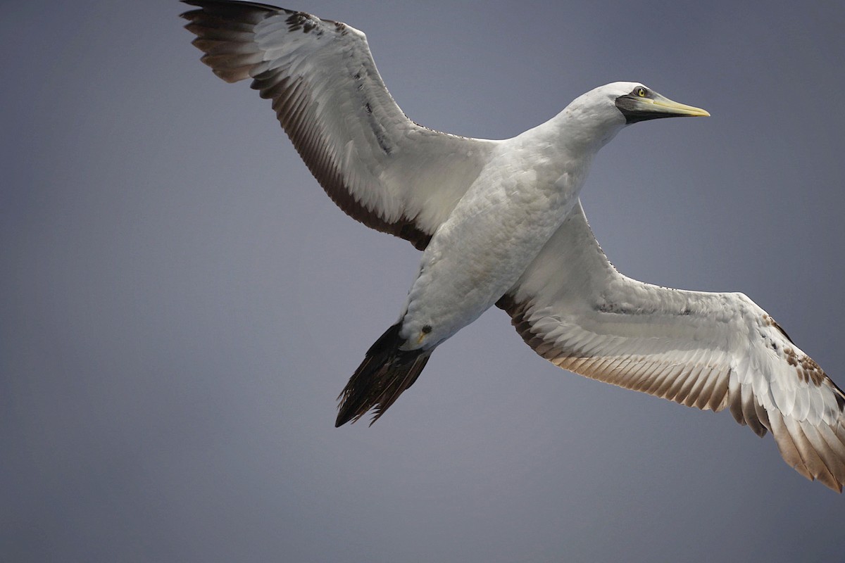 Masked Booby - ML642760019
