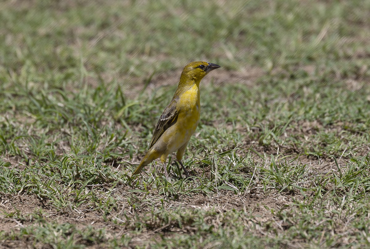 Village Weaver - ML642760031