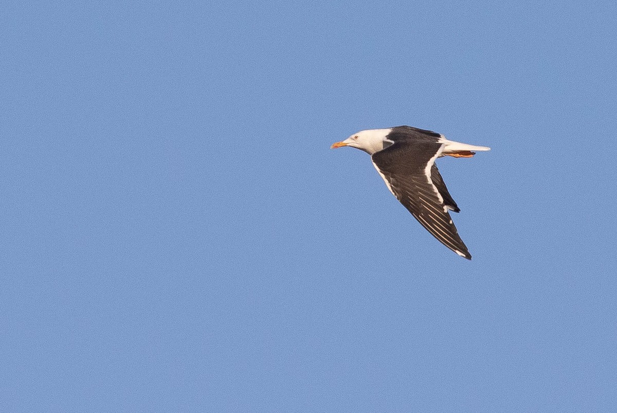 Lesser Black-backed Gull (fuscus) - ML642760033