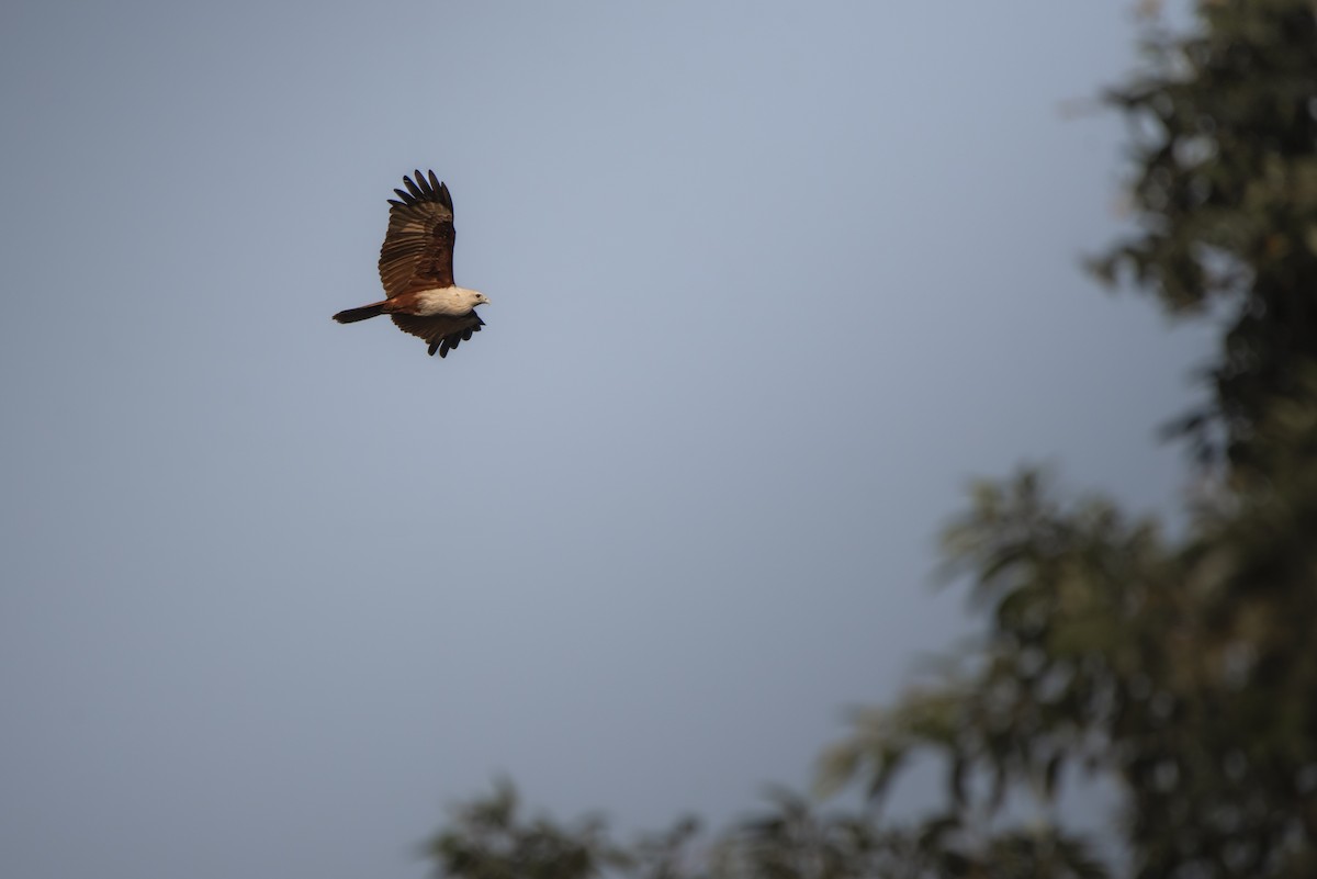 Brahminy Kite - ML642760034
