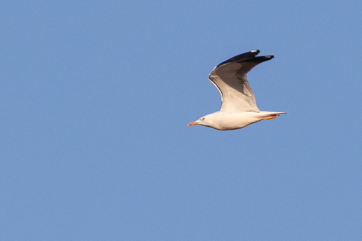 Lesser Black-backed Gull (fuscus) - ML642760038