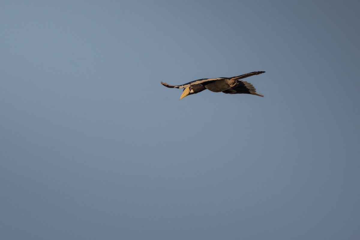 Malabar Pied-Hornbill - ML642760042